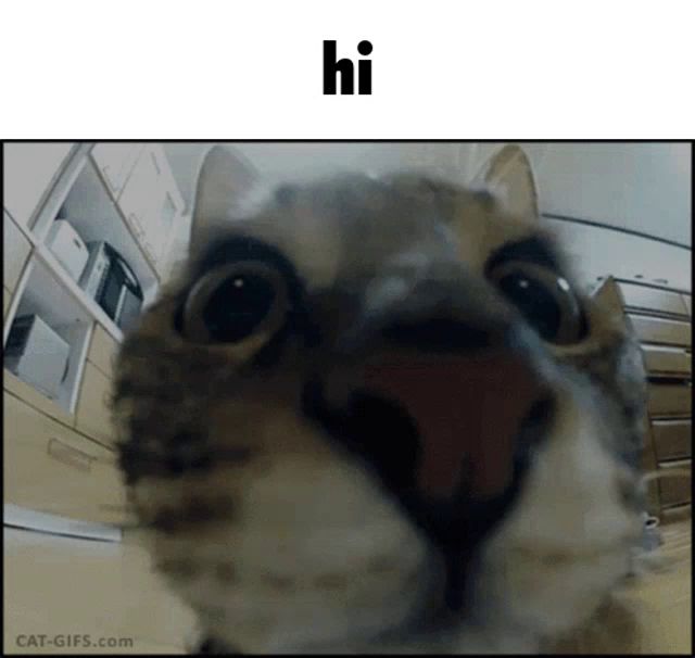 a close up of a cat 's face with the word hi below it