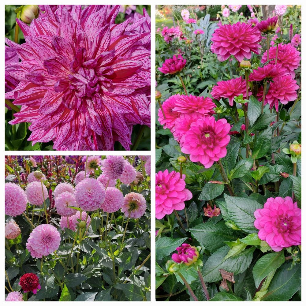 Eine Collage aus pinken Dahlien.
Links oben eine große, darunter mehrere kleinere, deren Blüten wie kleine Bälle geformt sind und auf der rechten Seite ein Busch mit einet offenener Blütenform