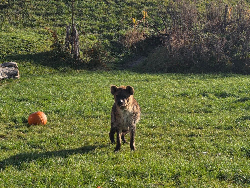 A spotted hyena looking at viewer. Pumpkin in the background