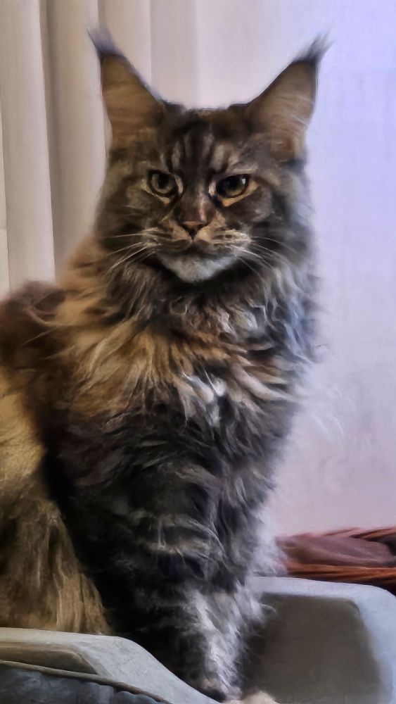 Maine-Coon cat looking grumpy