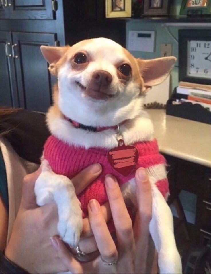 A smiling chihuahua in a pink vest