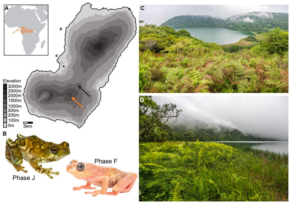 Map of Bioko Island with photos of male (Phase J, green) and female (Phase F, orange) forest reed frogs (Hyperolius tuberculatus) and the crater lake habitats at which the study was conducted.