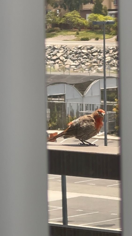House finch perched on my balcony railing seen between blinds