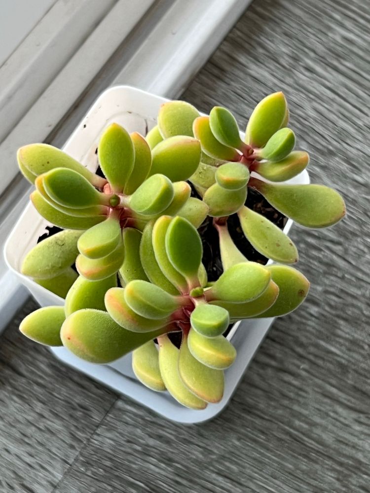 Top view of succulent plant with new buds growing