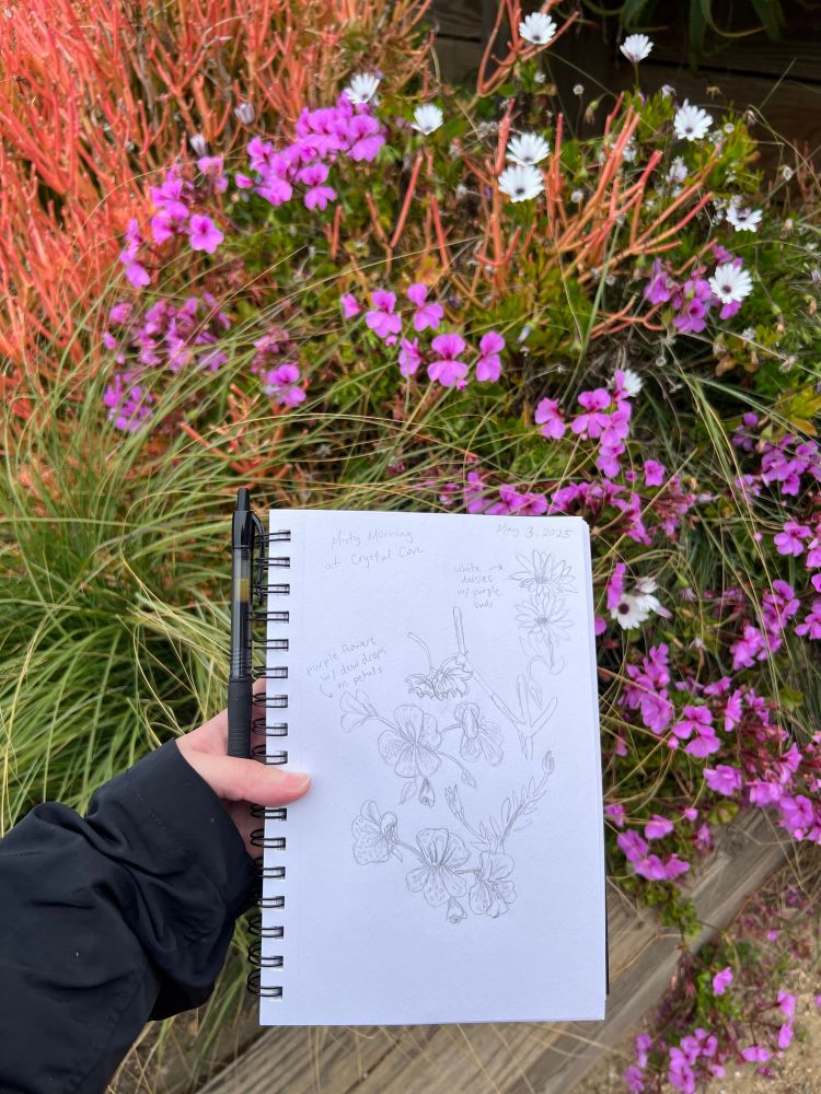 Sketchbook of flower drawing held in front of a bush of flowers 