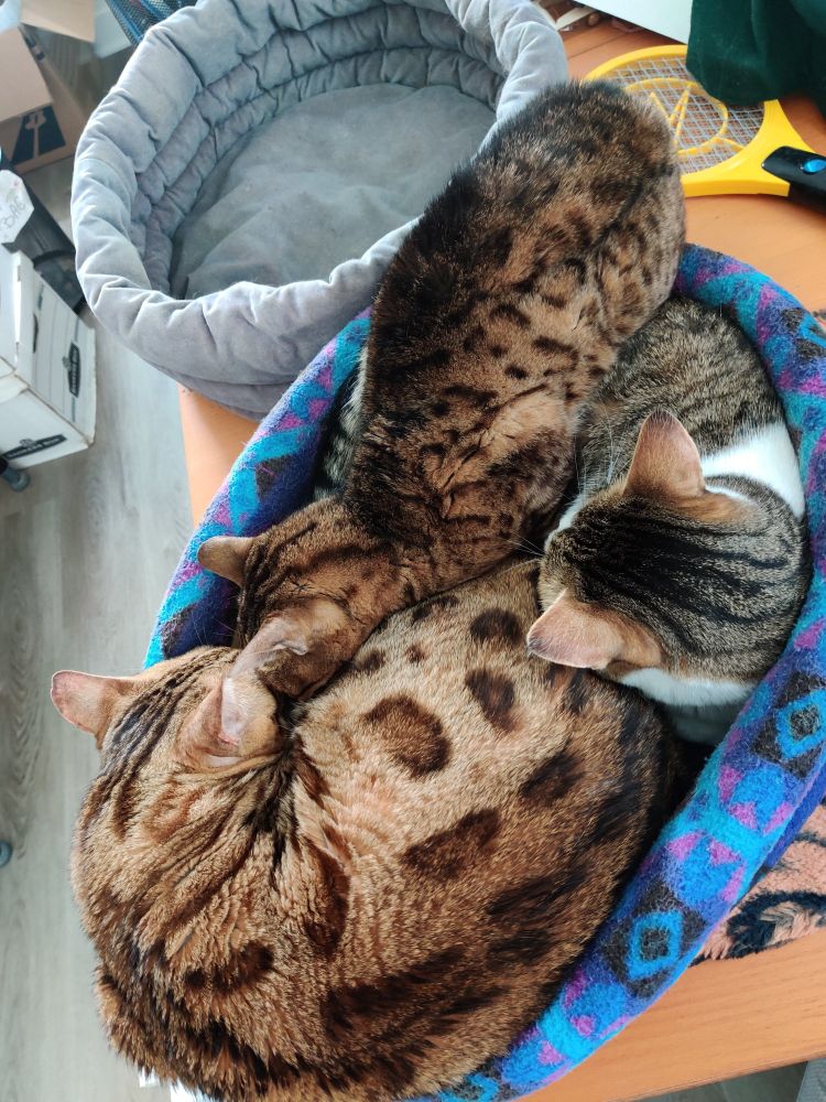 Three cats curled up asleep in one cat bed.