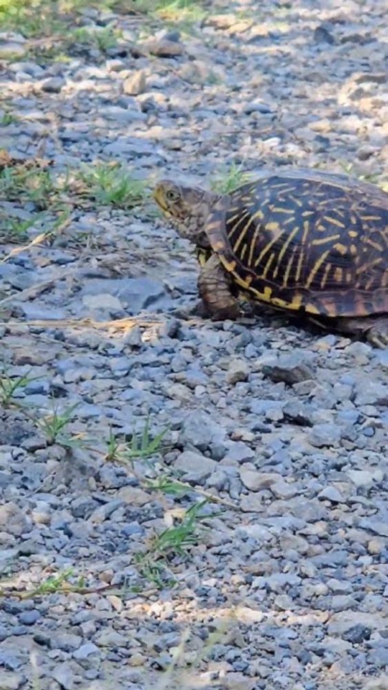 Orville the Ornate Box Turtle (Terrapene ornata ornata).  #Nature #BoxTurtle