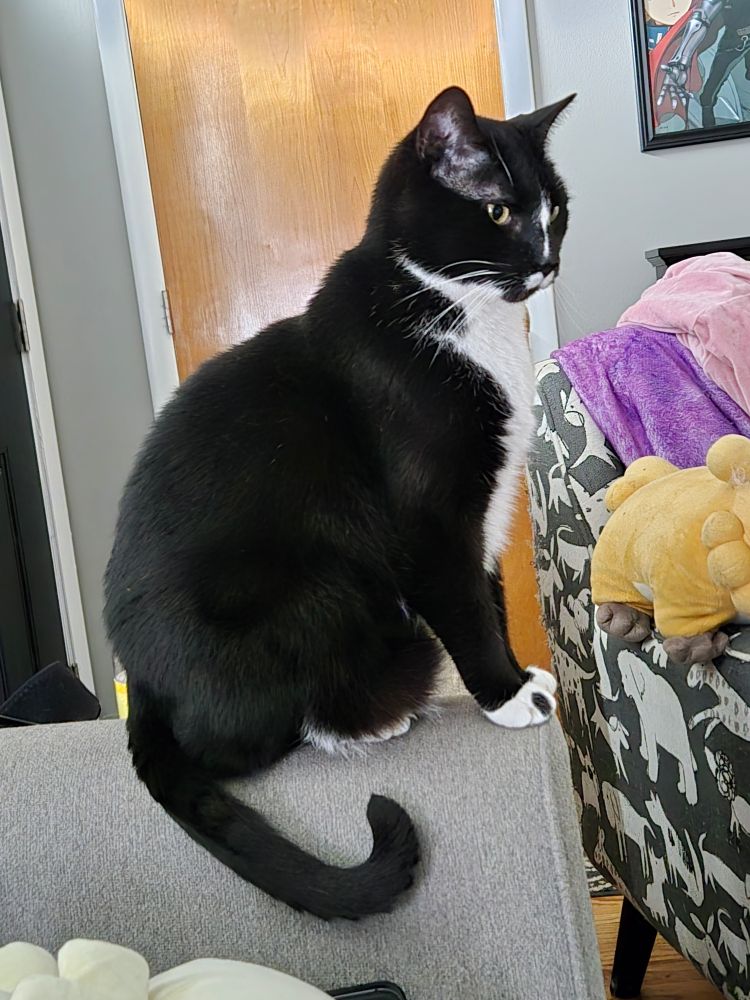 Photo of a Tuxedo Cat sitting on the arm of a couch with his tail curled against it