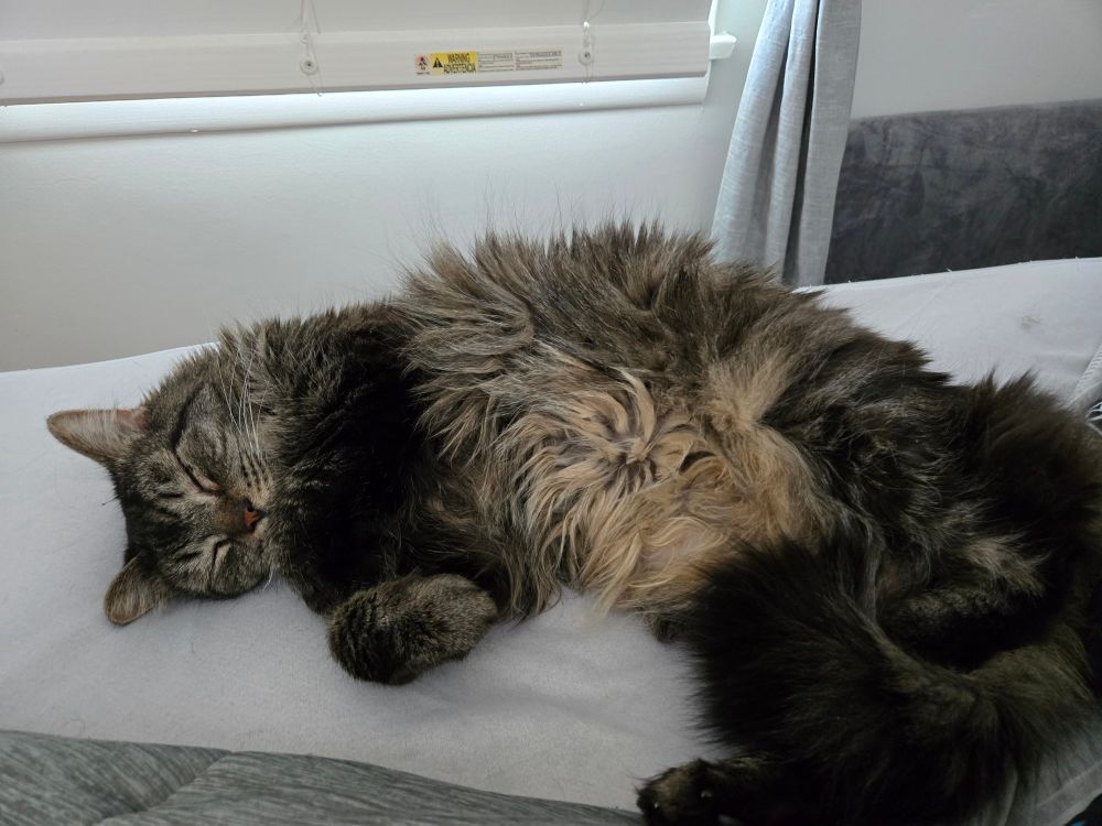 Fluffy gray cat sleeping very peacefully on his side showing belly