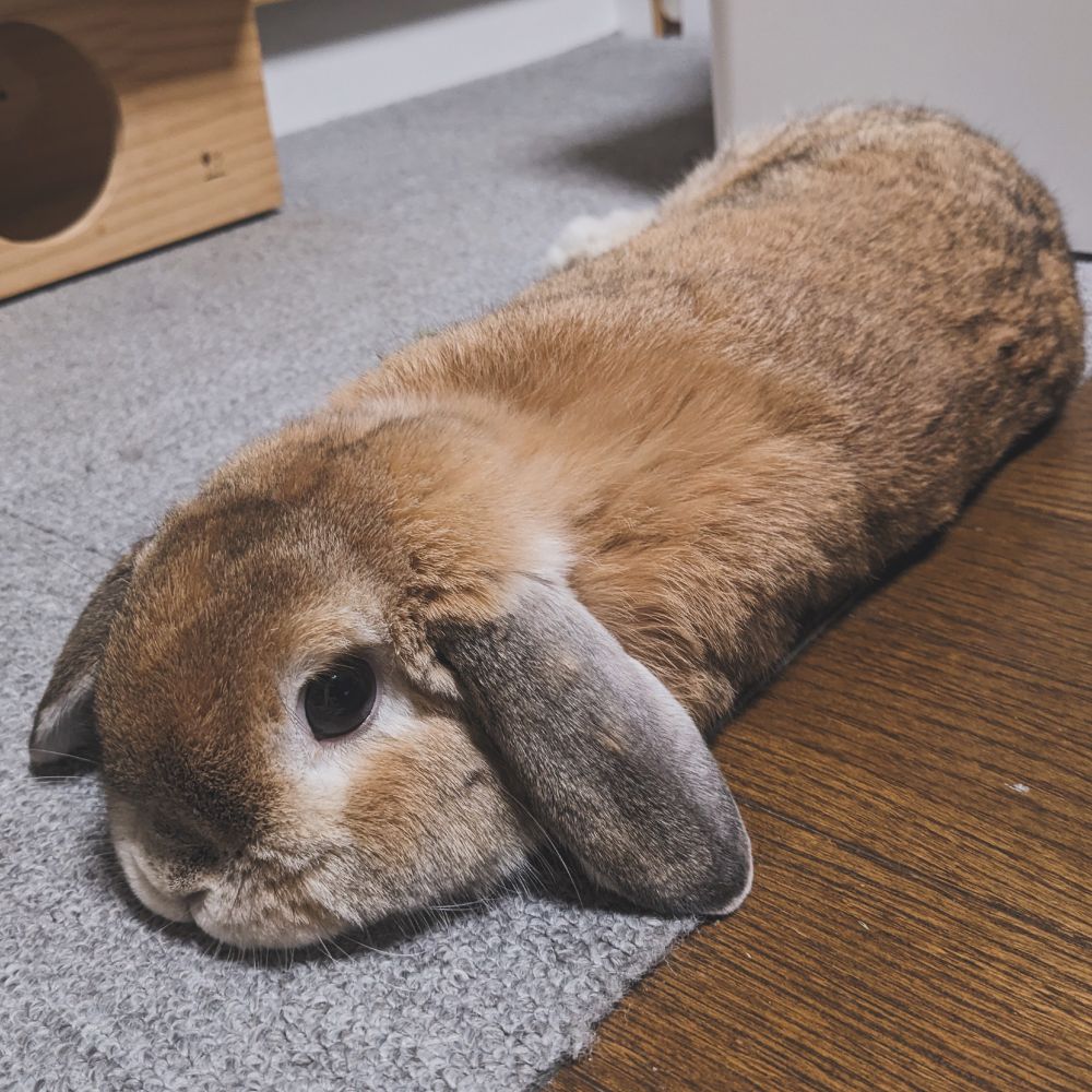 ふん伸びて無防備なウサギ。カメラは割とｷﾞﾘｷﾞﾘまで近づけた