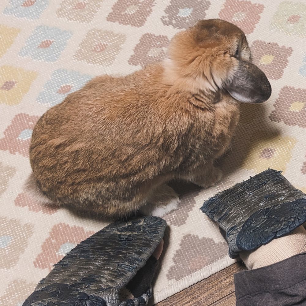 立膝してるワイの足をﾂﾝﾂﾝした後そっぽ向いてるウサギ