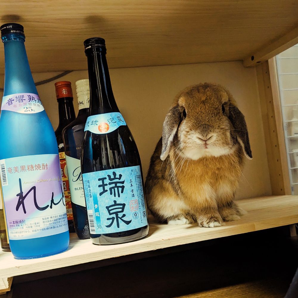 酒瓶棚で遊んでるドヤ顔ウサギ