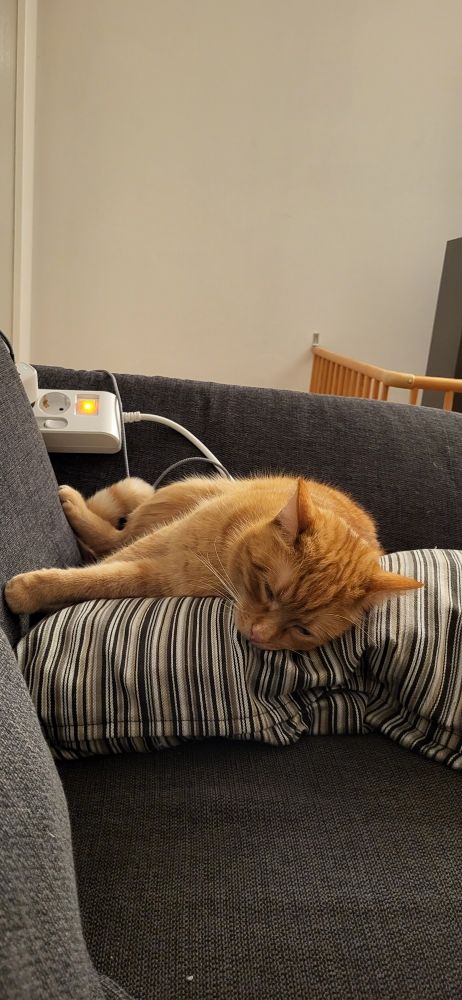 Kater Rudi liegt müde auf dem Kanapee, den Kopf auf ein Kissen gelegt