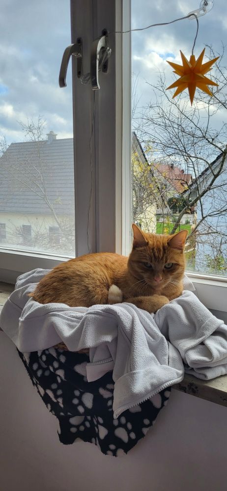 Rudi liegt im Katzenkörbchen auf der Fensterbank und guckt leicht angepisst