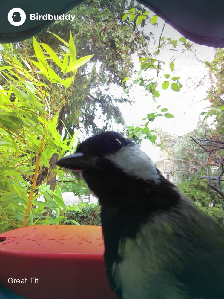 Great tit peeking into garden feeder camera