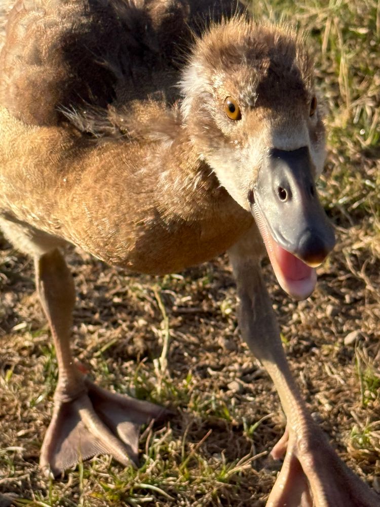 An Egyptian gosling approaching the camera, mouth open, eager for snacks