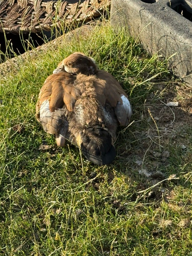 An Egyptian gosling snoozing
