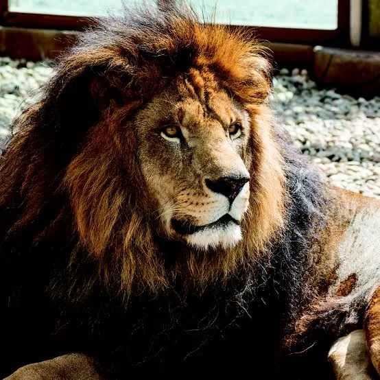 -Némée ! Qu’est-ce que tu fais ? » S’interroge Adam. Le lion répondit par un rugissement. « Très bien Némée ! Mes amis, moi Adam de la Halle et son lion Némée allons protéger l’entrée de ce passage secret ! Partez, le culte ne doit pas récupérer ses artefacts ! » Crie Adam. Alors que Ninive allait insister pour qu’Adam et Némée partent avec le reste du groupe, Cèdre fit un geste pour lui indiquer qu’il fallait faire confiance au duo. Le groupe s’engouffre donc dans le passage. La porte se fermant derrière eux. « Laissez-nous passer ! Ce n’est pas un saltimbanque et un petit chat qui vont nous arrêtez ! » Crie l’un des cultistes qui s’élance vers le duo avec une dague rituelle. Adam sort son aulos et commence à soufflez dedans. Au son de l’instrument les plantes qui décorent la bibliothèque s’animent et étreignent l’assaillant. Ainsi, Adam neutralise la plupart des assaillants. « Oh ! Saint dodécaèdre brûle ces plantes ! », dit un individu qui lance un dodécaèdre du quel sort des flammes qui brûlent les plantes. « Némée, tu m’autorises à utiliser tes pouvoirs ? » Demande Adam. Le lion rugit pour donner son accord. Adam commence à soufller dans son aulos et le lion se mit à grandir et il commence à donner des coups de pattes à chaque assaillant qui essaye d’approcher Adam. Ce combat est devenu un récital.

Le combat de la bibliothèque vient de commencer. Némée révèle enfin son caractère magique !