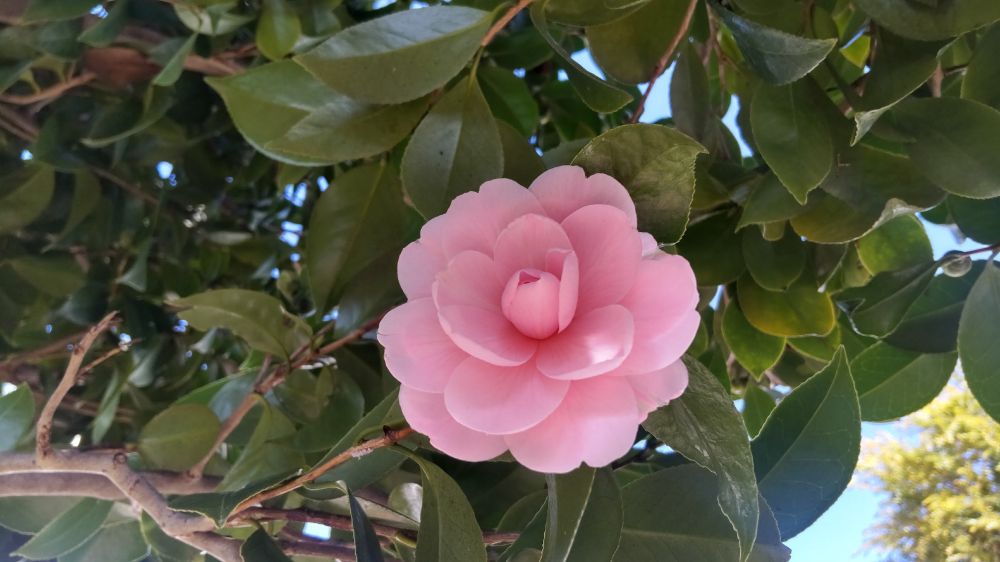 椿の木の写真。花が一輪開いている。