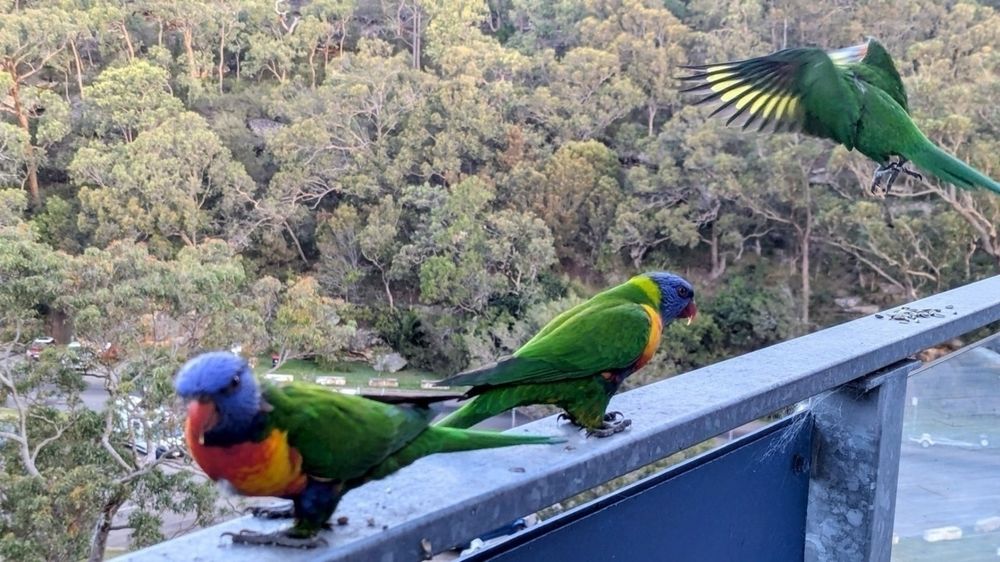 Three colorful rainbow lorikeets perch on a railing with one in flight against a background of gum trees.