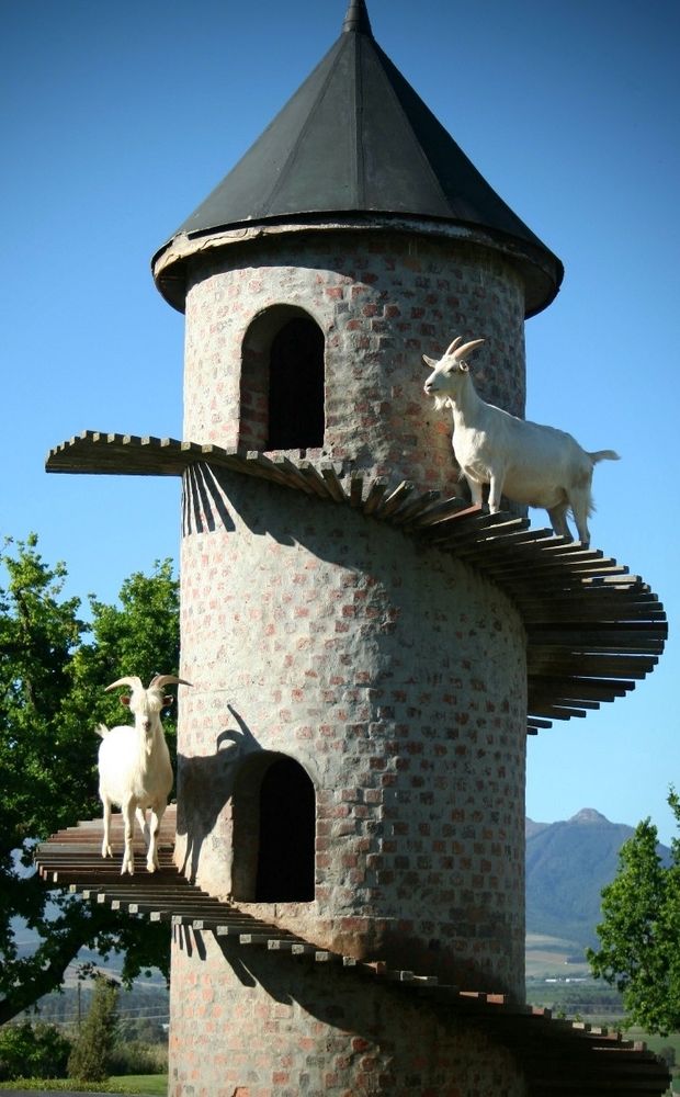 A goat tower with two proud goats 