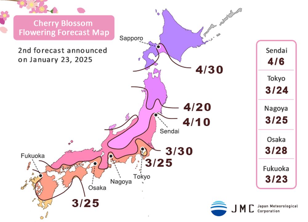 A cherry blossom flowering forecast map of Japan, issued by the Japan Meteorological Corporation on January 23, 2025. The map displays forecasted blooming dates across different regions of Japan using color-coded zones.
	•	Fukuoka: March 23, 2025
	•	Tokyo: March 24, 2025
	•	Nagoya: March 25, 2025
	•	Osaka: March 28, 2025
	•	Sendai: April 6, 2025
	•	Other regions include:
	•	Kyushu and Shikoku: Around March 25, 2025
	•	Central Japan: Around March 30, 2025
	•	Northern Honshu: April 10–April 20, 2025
	•	Hokkaido (Sapporo): April 30, 2025

The map is decorated with cherry blossoms in the top left corner and has a pink-bordered legend on the right listing major city bloom dates. The JMC (Japan Meteorological Corporation) logo is located in the bottom right corner.
