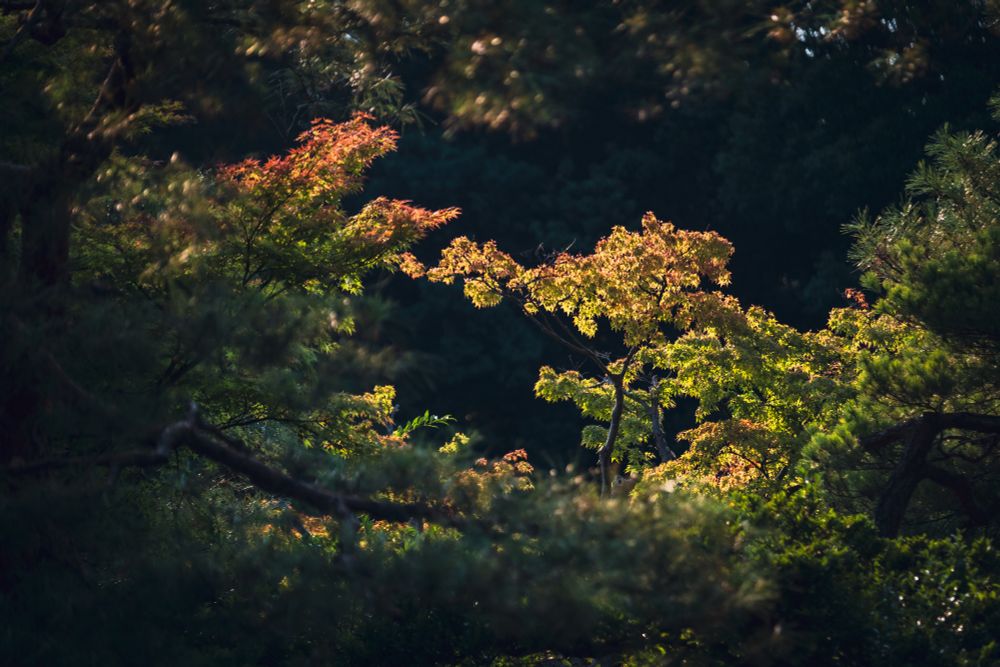 Autumn leaves in sunset light 