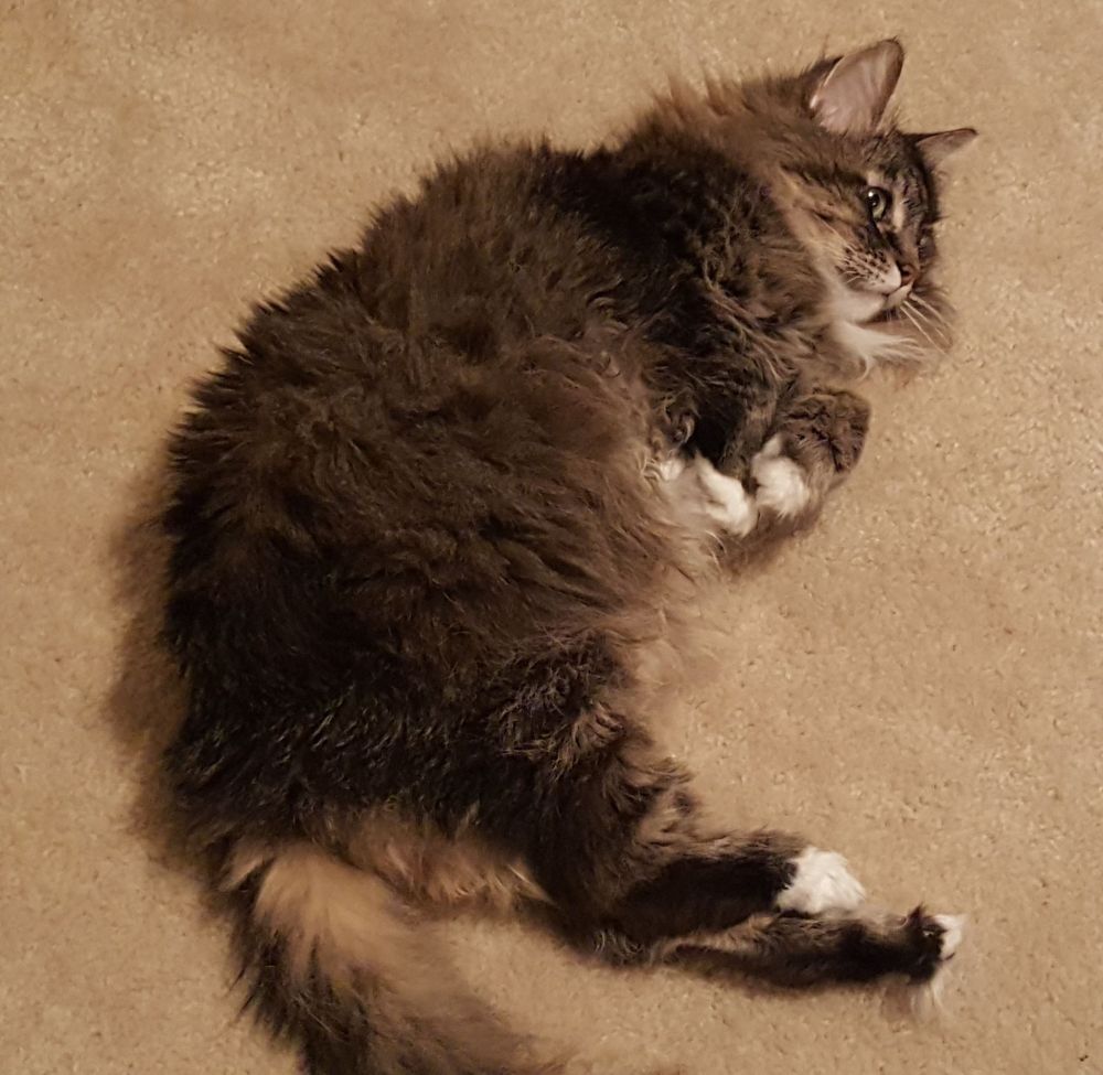 Fluffy brown tabby laying on his side