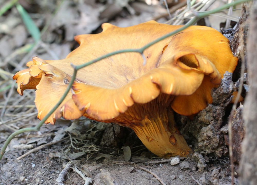 very large orange mushroom (side view)