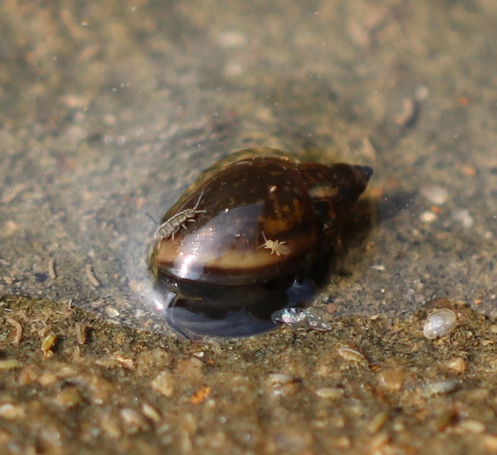 A couple of springtails on top of a bladder snail