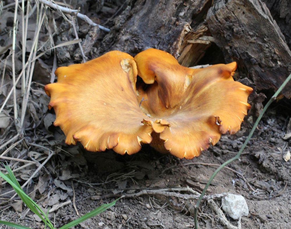 Very large orange mushroom (top view)