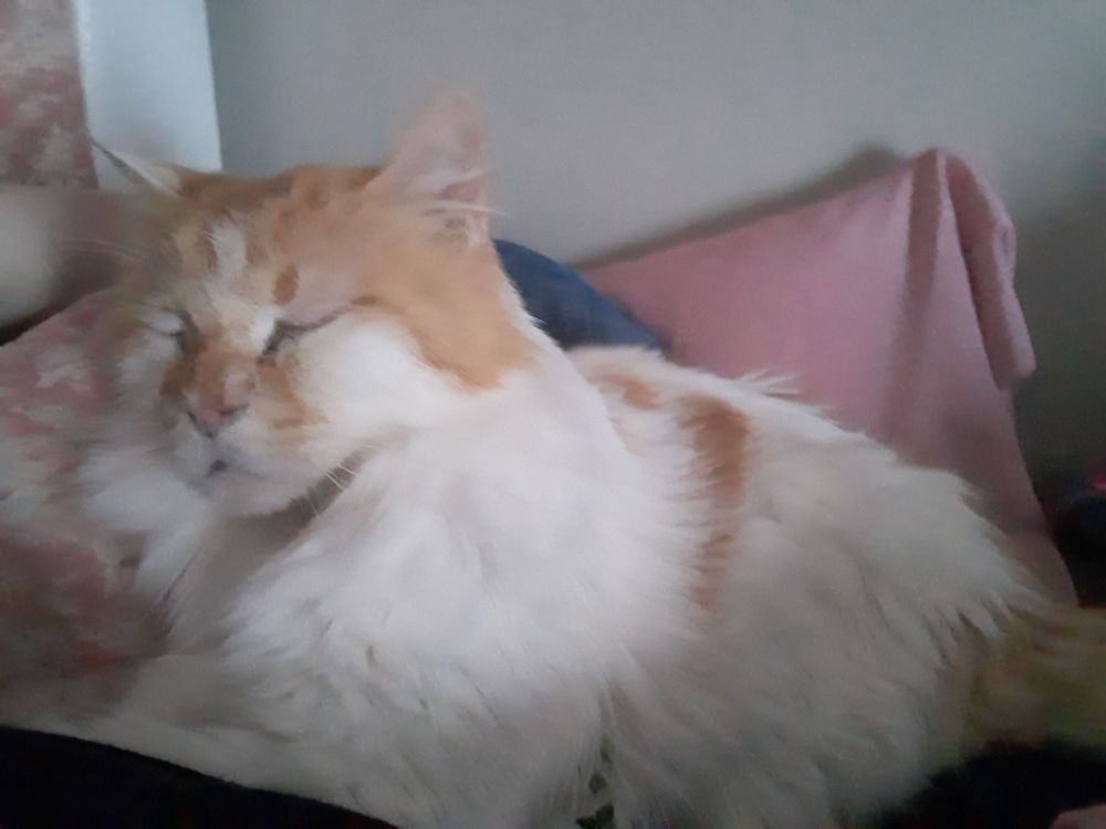 Waffle, a white and orange cat. Friend since childhood. Passed away at 18 years old in 2024...