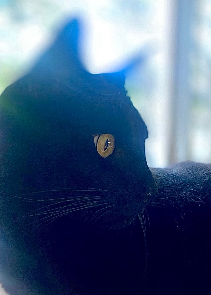 A closeup profile of Charlie the black cat. He lays in the filtered morning light streaming through a window, looking intently at something out of view. His yellow/gold eye a sharp contrast to his black fur. 