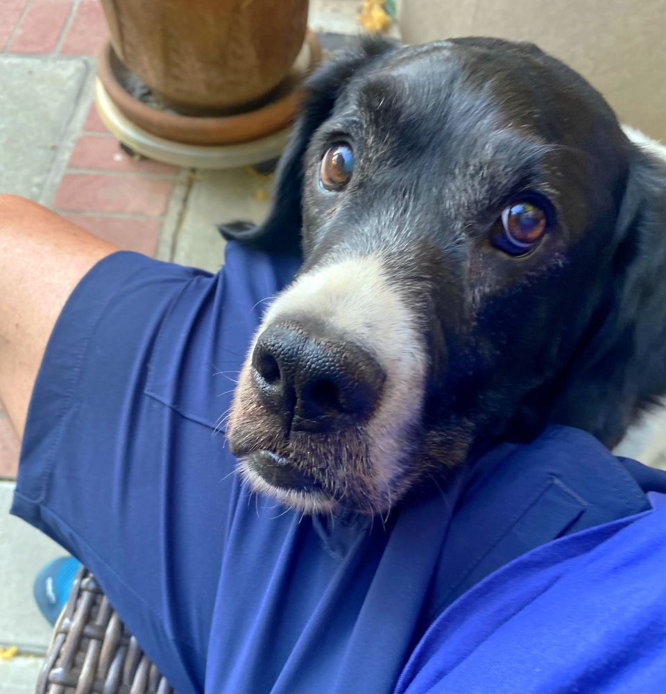 Black and white senior rescue dog, Landon, looks into the camera. The rescue, and subsequent loyalty, has been mutual. 🐾💙
