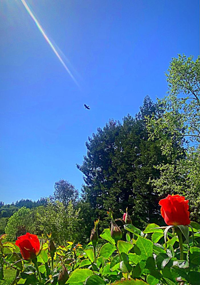 A bird soared into view, and circled, high in the clear blue sky above my mom’s back yard, just as I took the photo a few years ago when I was helping my mom and her husband ready for a move cross country. Red roses, named for my late young niece Kelly, bloom in the foreground. Maybe, just maybe, that beautiful bird who joined us was the spirit of Kelly. 🕊️ 🌹❤️