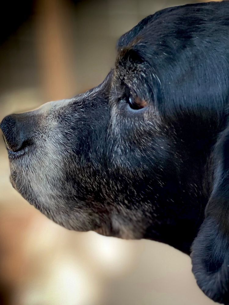 A profile pic showing black and white dog Landon aging. As I sat back and looked at the image captured, it felt bittersweet. But for just this moment time, and his aging, has been put on pause (or is that paws) 🐾 💙