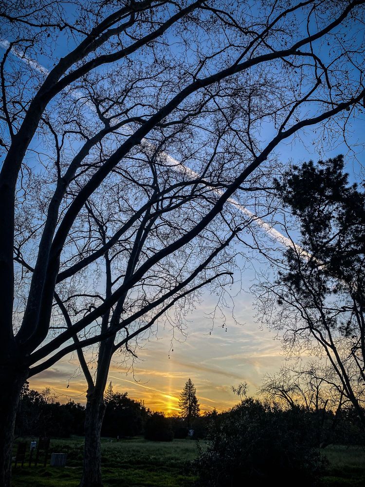 The sun sets in a burst of orange behind a row of trees in the distance, across a grassy field. Trees in the foreground reach across a still blue sky. A streak of white climbs vertically from right to left out of the frame. A stillness at twilight. 