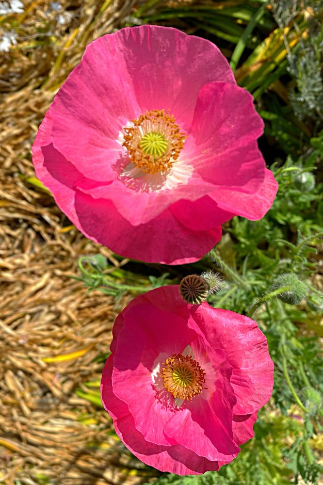 A closeup of two dark pink poppies with yellow centers, and a mix of still green and dried vegetation in the backround. 