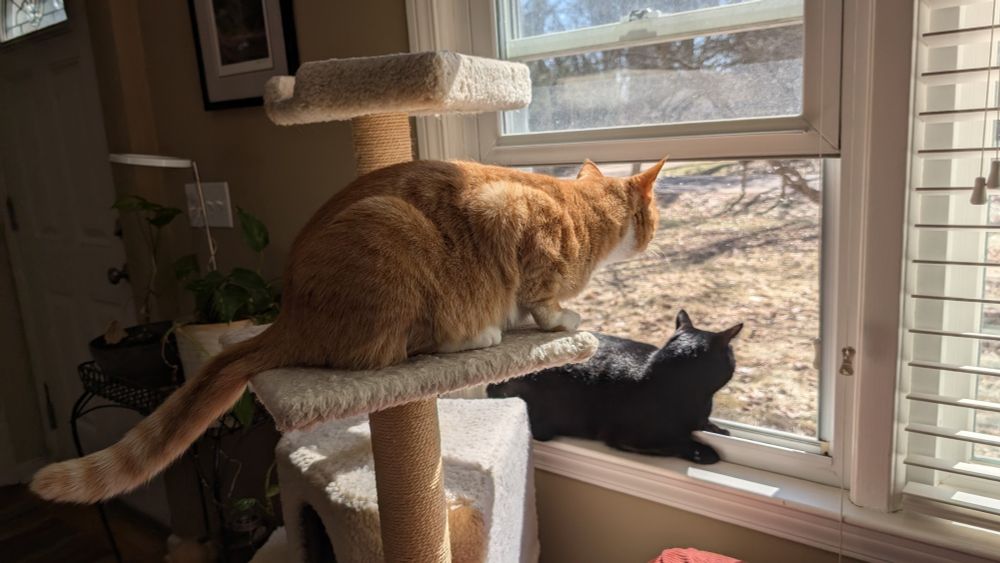 A black cat laying in a window sill and a ginger cat perched on a cat tree, both are looking outside.