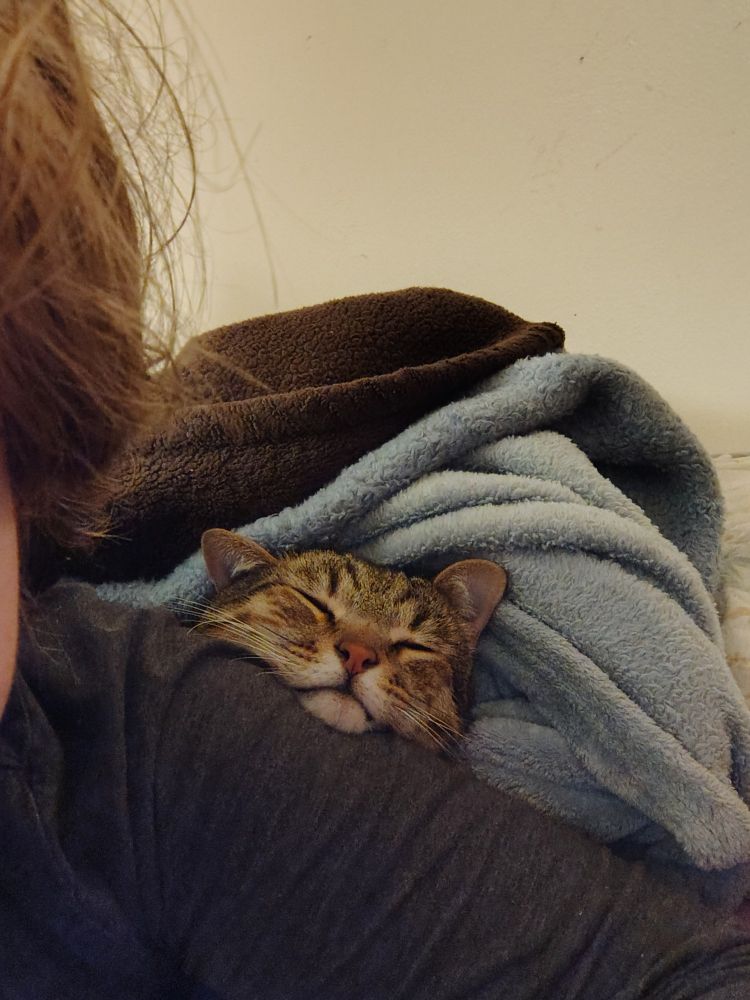 Brown tabby squeezing his head through the blankets and above my shoulder with his eyes closed, making him look squished
