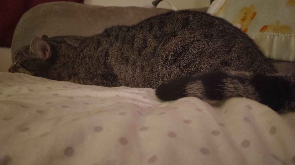 Brown spotted tabby entirely flattened like a slug