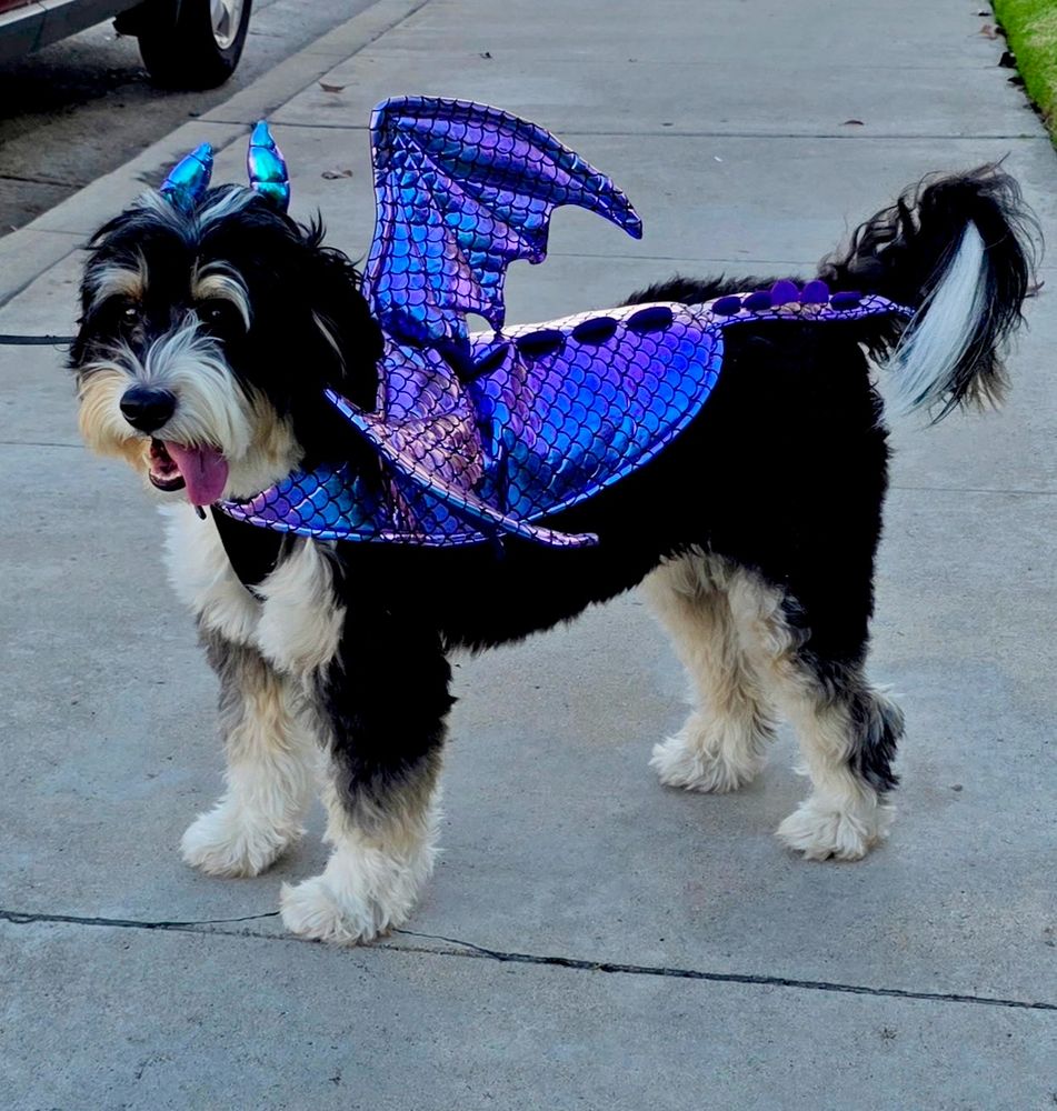 Image of Belle (our Bernedoodle doggie) as the Dragon Princess