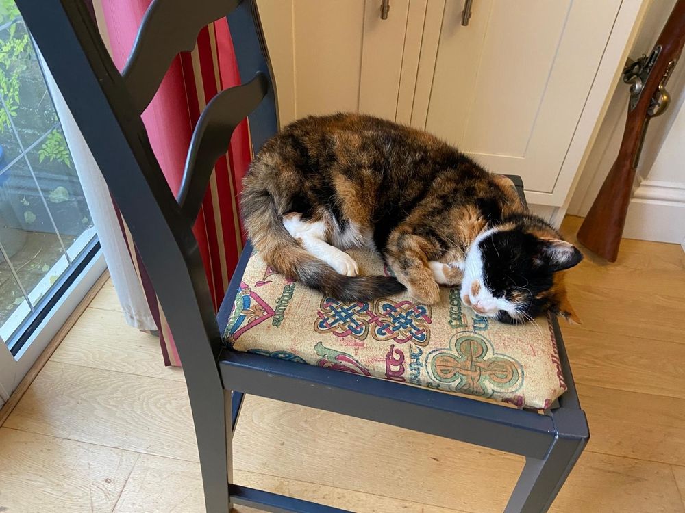 most adorable cat sleeping on her side atop a chair