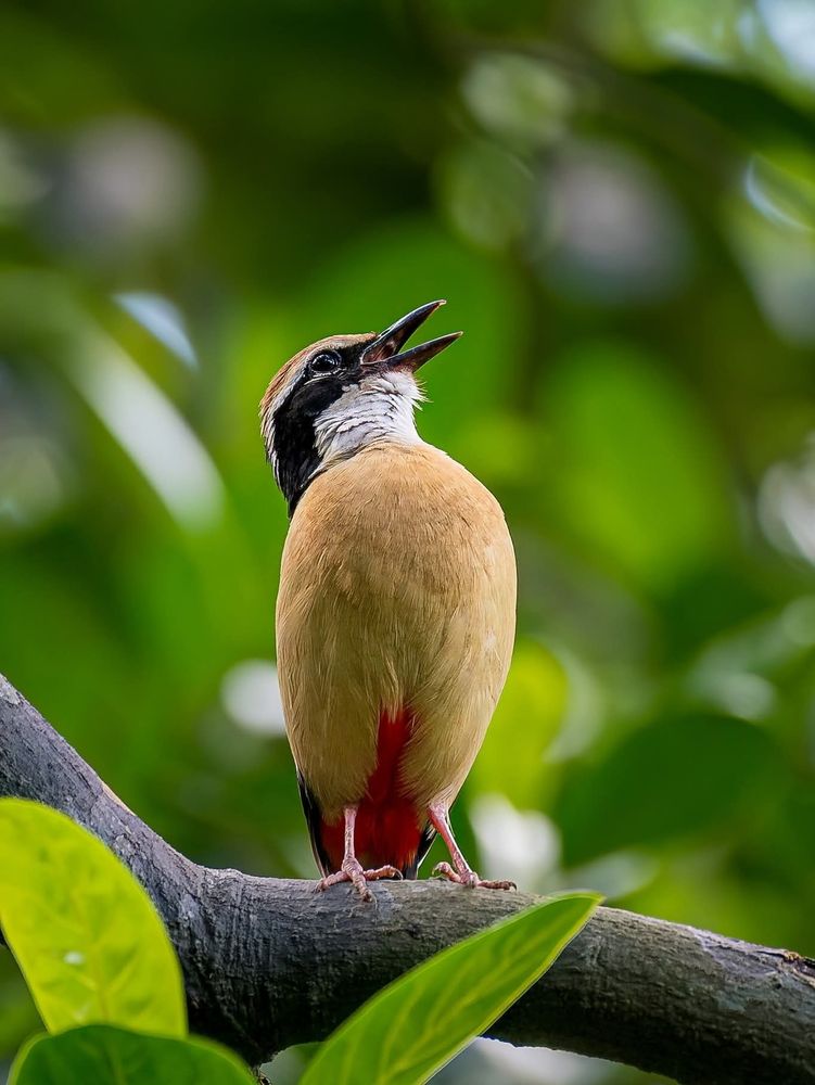 A cheerful bird perched on a leafy branch, singing with its beak wide open, looking like it’s performing on a stage.