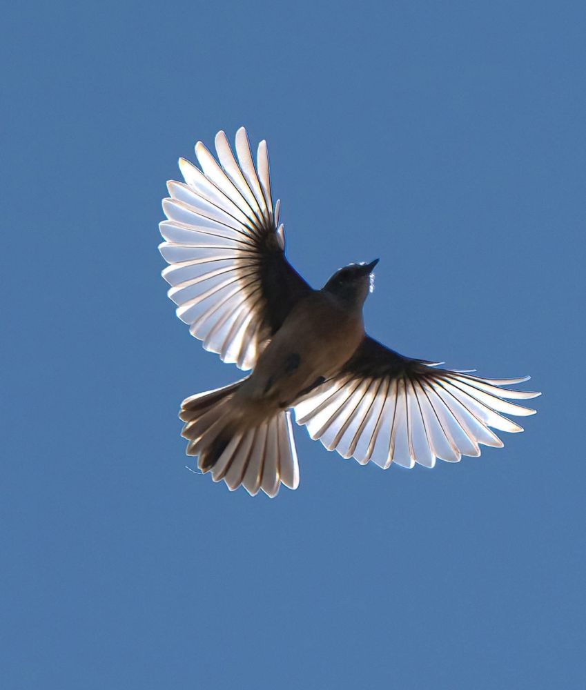A bird soaring in the sky, perfectly backlit by the sun, with its wings glowing in vivid detail against a deep blue background.