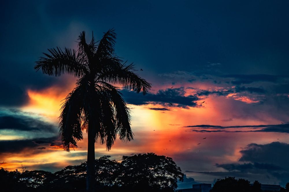 A vivid sunset scene with glowing shades of orange, red, and yellow merging into deep blue clouds, silhouetted by a tall palm tree and dark treetops below.
