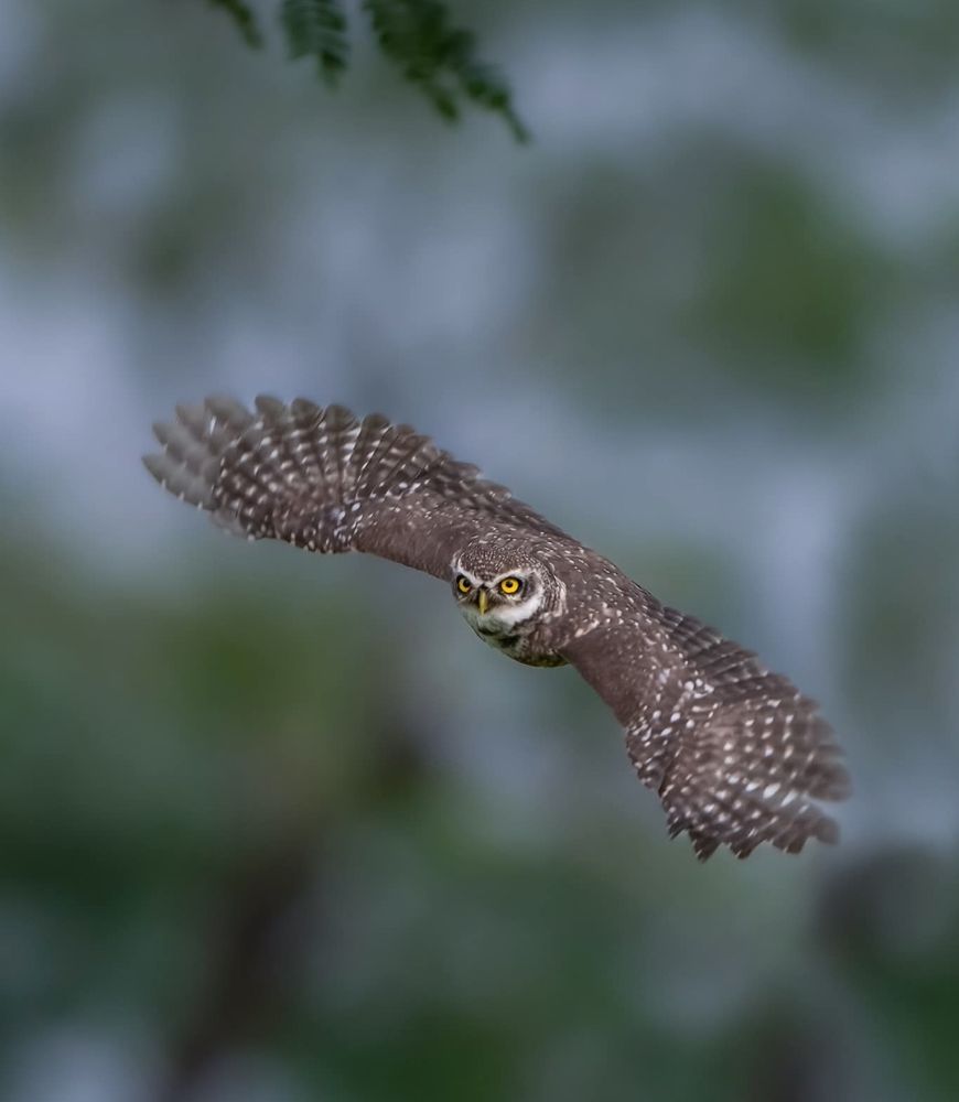 A sharp-focused image of a spotted owl in mid-flight, wings fully stretched, flying against a blurred green forest background. The owl’s bright yellow eyes are locked forward, showing intensity and precision