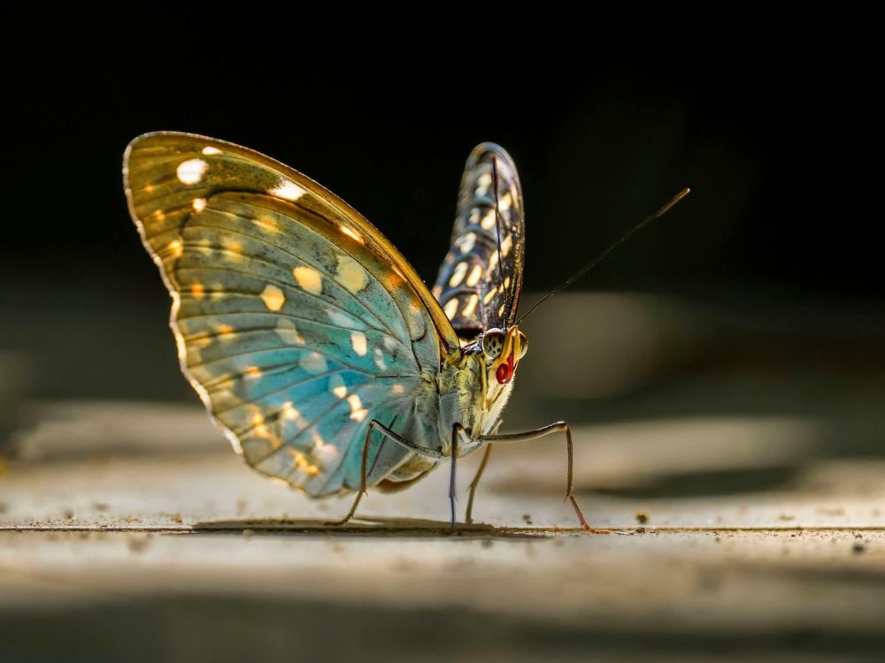 A close-up photograph of a colorful butterfly standing on a surface, showing blue and golden patterned wings softly lit against a dark, blurred background