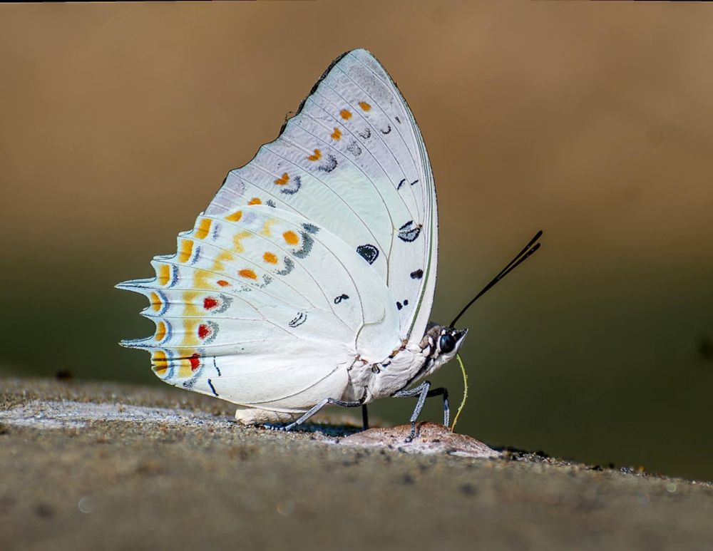 A close-up macro photo of a white butterfly with colorful spots on its wings, standing on a surface with a soft blurred background.