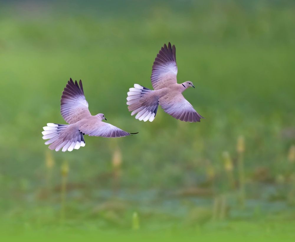 Two doves flying close together in harmony, symbolizing love and companionship against a soft green background.